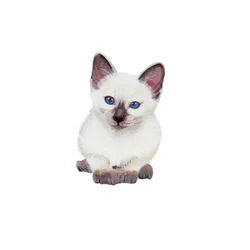 Chaton siamois, 2014 (aquarelle et gouache sur papier)