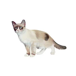 Raquette, 2014 (aquarelle et gouache sur papier)