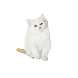 Chaton turc de Van, 2014 (aquarelle et gouache sur papier)