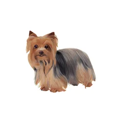 Yorkshire Terrier, 2011 (aquarelle et gouache sur papier)