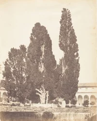 Vieux cyprès dans le couvent chartreux, Rome, 1853-56