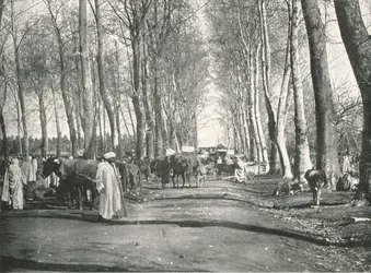 Foire et marché arabe, Boufarik, Algérie, 1895