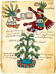 Cacaoyer du Codex Tudela, 1553