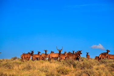 Troupeau de cerfs dans le parc historique national de la culture Chaco, 2014