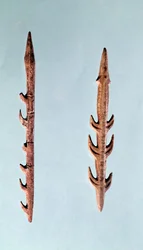 Deux harpons, Paléolithique supérieur, 35000-10000 av. J.-C.