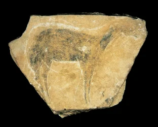 Biche noire, Grotte de Parpalló, Espagne, Paléolithique supérieur
