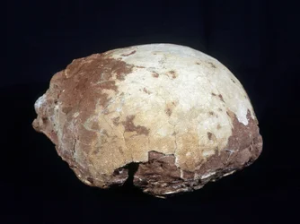 Œuf attribué à Hypselosaurus Priscus