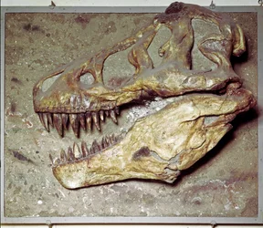 Préhistoire : crâne de dinosaure Tyrannosaurus rex (T Rex ou tyrannosaure). Période du Crétacé. Museo civico di storia naturale, Milan