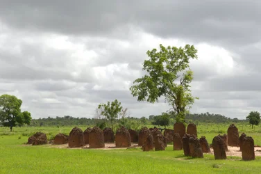 Préhistoire : cercle mégalithique de pierres de Wassu, Gambie