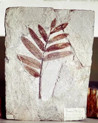 Préhistoire : fossile de branche dans le calcaire du site du Mont Bolca (Italie). Période éocène. Museo civico di storia naturale, Milan