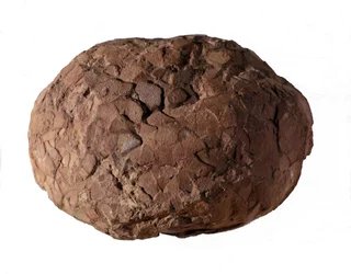 Préhistoire : œuf de dinosaure trouvé en Provence. Ère mésozoïque, période jurassique