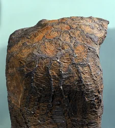 Préhistoire : fossile de Stromatolite (ou stromatolithe), roche marine, ère archéozoïque. Trouvé en Mauritanie