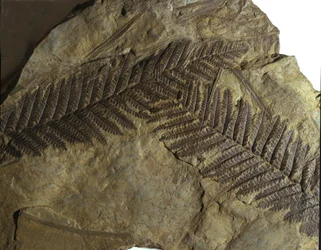 Préhistoire : fossile de Neuropteris de la famille des fougères. Ère du Paléozoïque, période du Carbonifère. Trouvé à Villach, Autriche