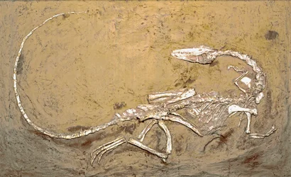 Préhistoire : fossile du dinosaure Coelophysis. Période du Trias supérieur. Museo civico di storia naturale, Milan