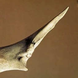Préhistoire : couteau en ulna de bœuf de la Nécropole d