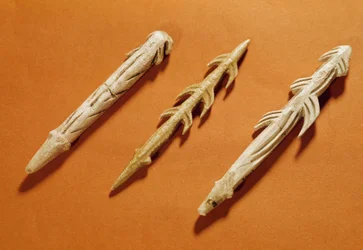 Préhistoire : harpons en bois de renne utilisés pour la pêche. Réalisés pendant la période magdalénienne. 17000-11000 av. J.-C. Saint-Germain-en-Laye, Musée d