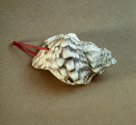 Préhistoire : coquille de Triton nodifer percée, utilisée comme sifflet de la nécropole de l