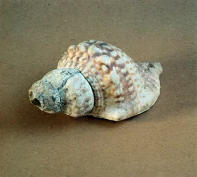 Préhistoire : coquille de Triton nodifer percée, utilisée comme sifflet de la Nécropole d