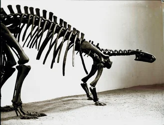 Préhistoire : squelette du dinosaure camptosaure (Camptosaurus Browni). Période du Jurassique supérieur. Museo civico di storia naturale, Milan