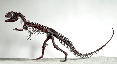 Préhistoire : squelette du dinosaure Allosaurus fragilis