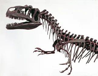 Préhistoire : squelette du dinosaure Allosaurus fragilis. Période du Jurassique supérieur. Museo civico di storia naturale, Milan