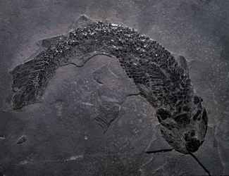 Préhistoire : espèce de fossile Gyroptichus, ère paléozoïque, période dévonienne. Trouvé en Écosse