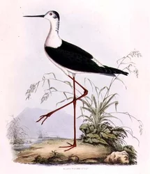 Échasse noire, de 