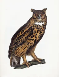 Grand-duc