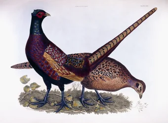 Faisans (mâle et femelle)