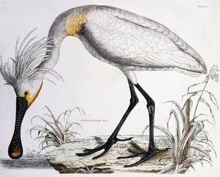 Spatule blanche, 1834