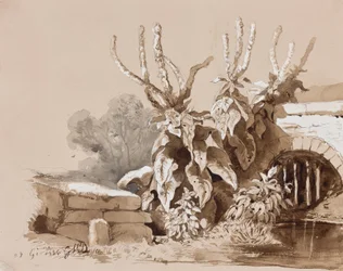 Étude de plantes près d