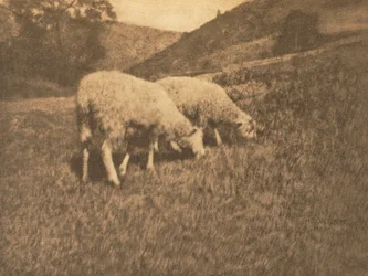 Camera Work: Moutons, 1906