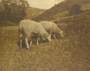 Moutons, 1901