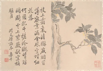 Cassia Tree (feuille d