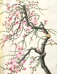 Fleur de pêcher