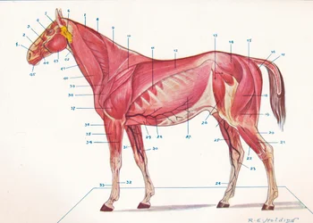 Muscles superficiels, tendons, etc. d
