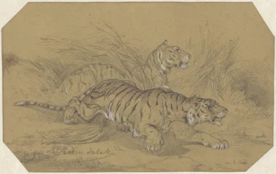 Deux tigres rampant dans l
