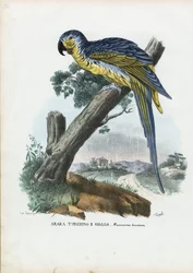 Ara bleu et jaune