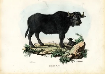 Buffle