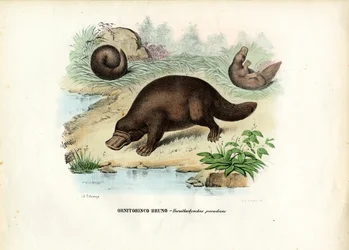 Ornithorynque, 1863-79