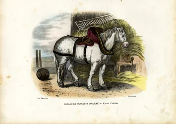 Cheval de ferme anglais, 1863-79