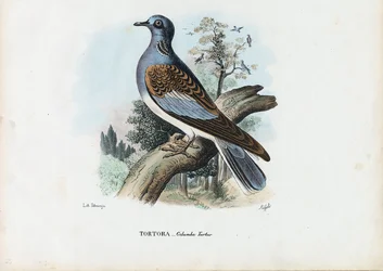 Tourterelle européenne, 1863-79