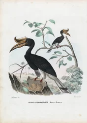 Grand calao, 1863-79