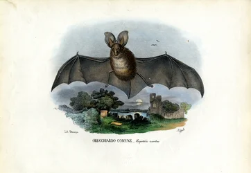 Grand Murin, 1863-79