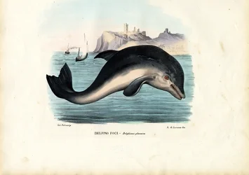 Marsouin Commun, 1863-79