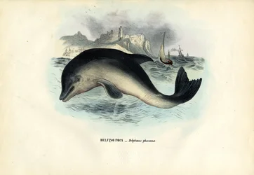 Marsouin commun, 1863-79