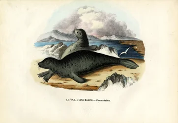 Phoque commun, 1863-79