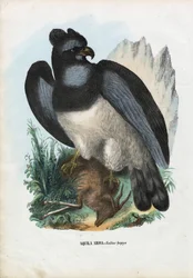 Aigle harpie, 1863-79