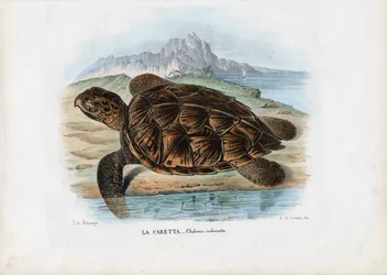Tortue imbriquée, 1863-79