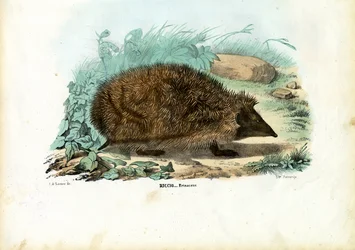 Hérisson, 1863-79
